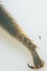 Bombus sp.